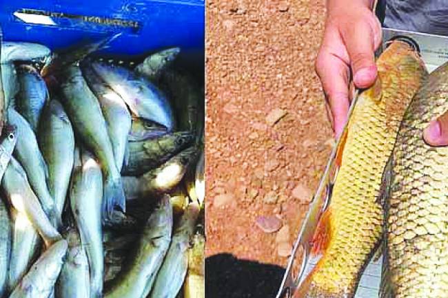 Boy limiti altı balık avına ceza